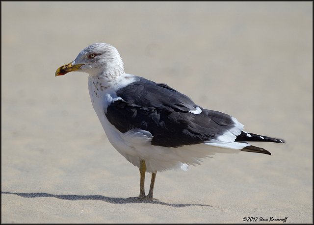 _2SB4758 lesser black-backed gull.jpg